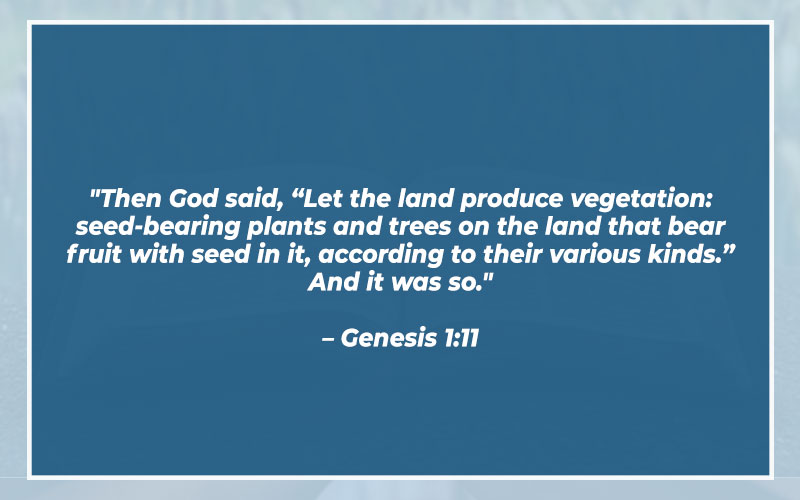 Bible Verses About Trees