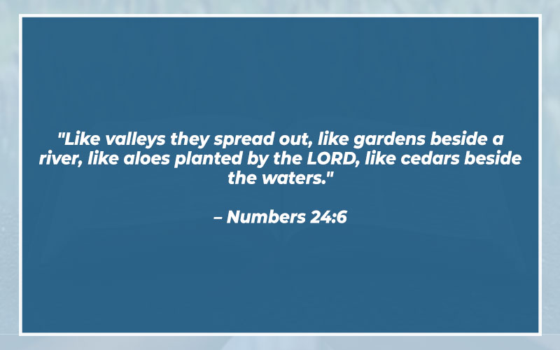 Bible Verses About Trees